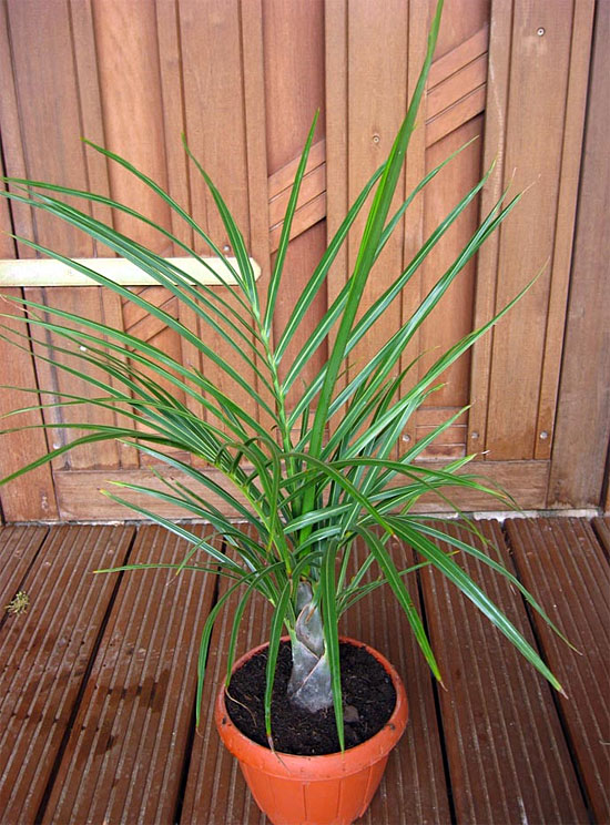 Hyophorbe verschaffeltii Hyophorbe verschaffeltii
