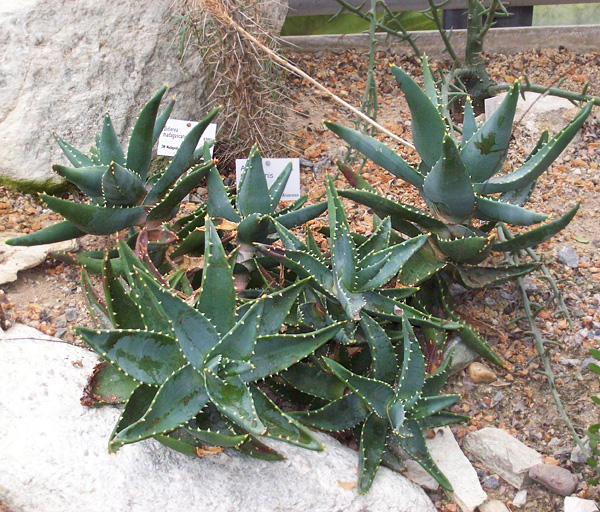 Aloë mitriformis Aloë mitriformis