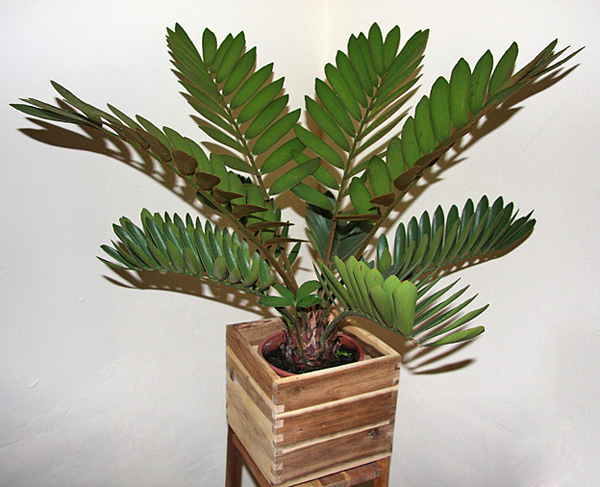 Zamia pumila