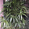 Rhapis excelsa