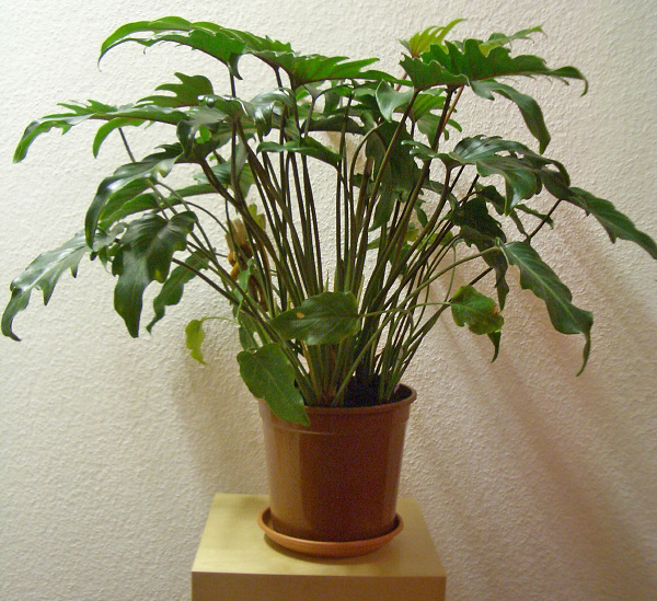 Philodendron Xanadu