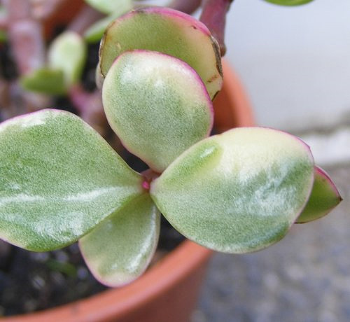 Portulacaria afra 'variegata' Portulacaria afra 'variegata'