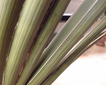 Sansevieria robusta Sansevieria robusta