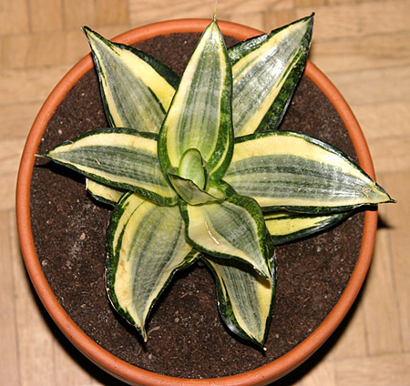 Sansevieria trifasciata 'Golden Hahnii' Sansevieria trifasciata 'Golden Hahnii'