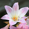 Amaryllis belladonna