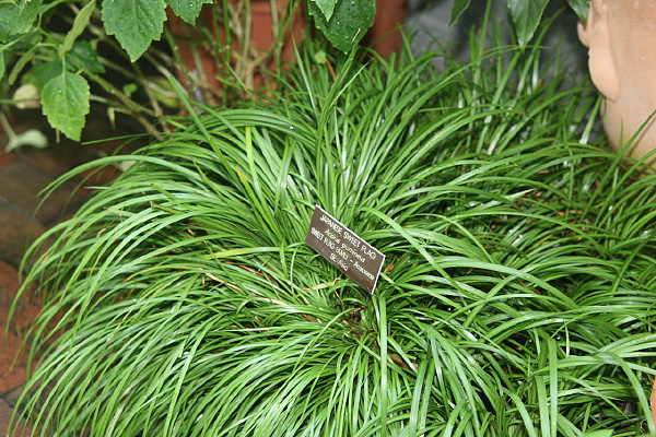Acorus gramineus Acorus gramineus