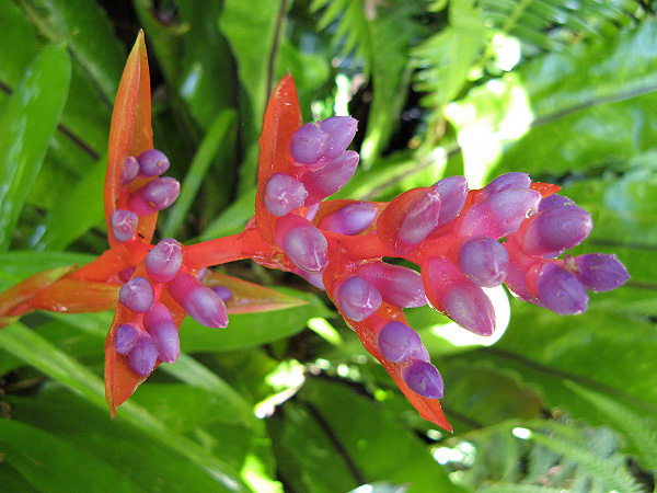 Aechmea weilbachii