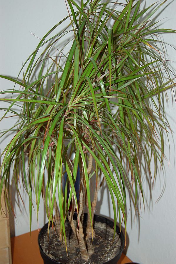 Dracaena marginata