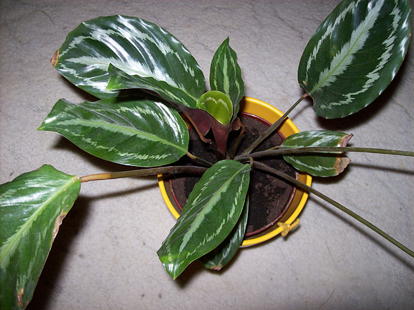 Calathea picturata 'Vandenheckei'