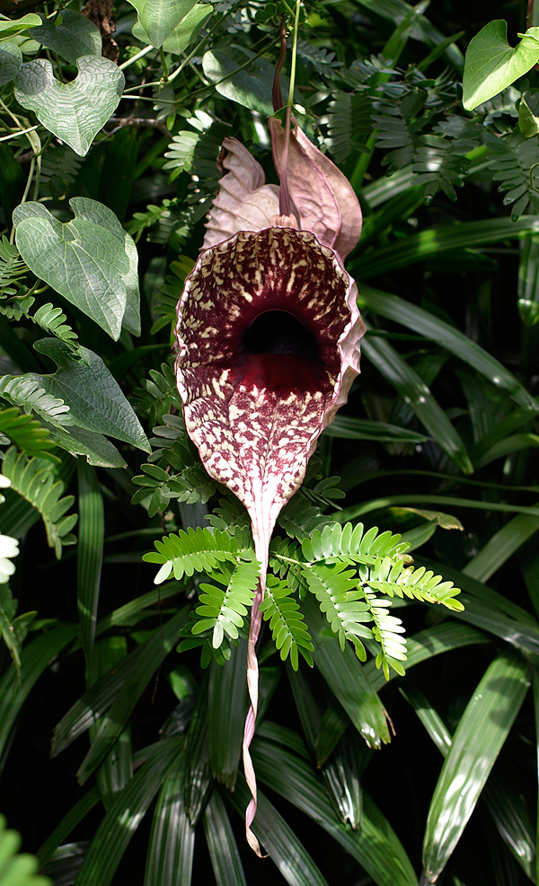 Die Blüte der Aristolochia grandiflora