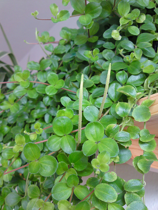 Peperomia rotundifolia Peperomia rotundifolia