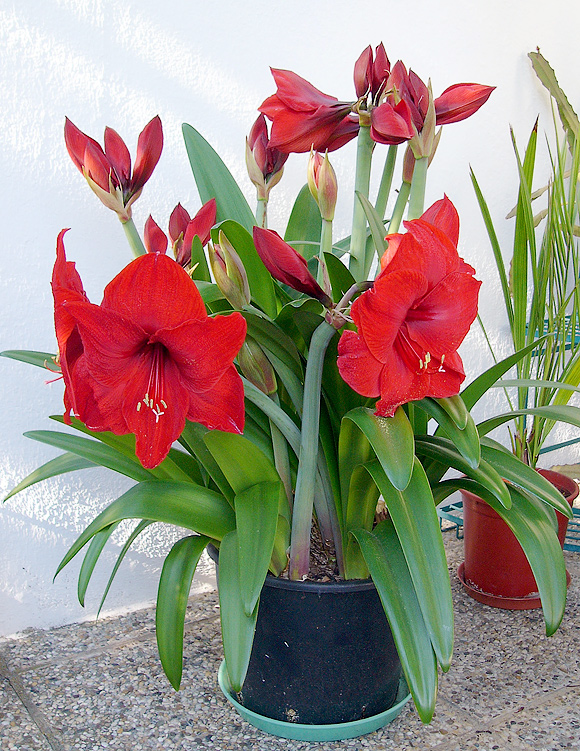 Amaryllis 'Red Lion'