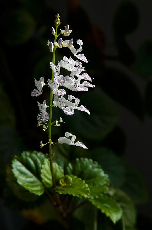 Die Blüte des Plectranthus nummularius