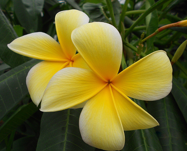 Plumeria rubra