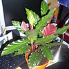 Calathea rufibarba