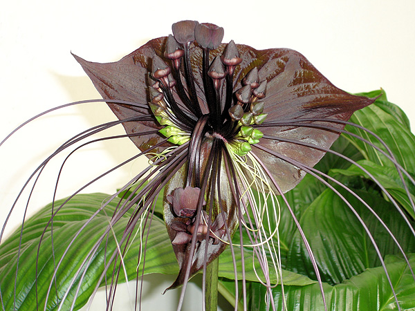 Tacca chantrieri