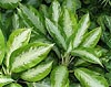 Aglaonema crispum