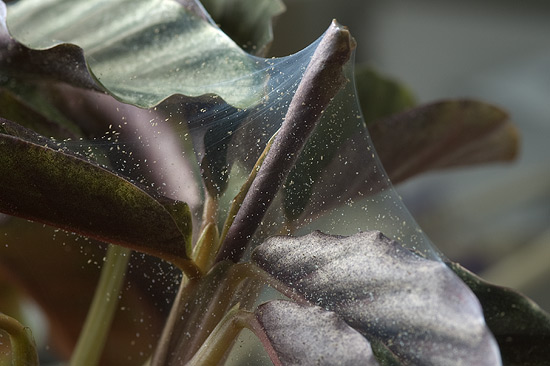 Starker Befall mit Spinnmilben auf einer Calathea crocata Starker Befall mit Spinnmilben auf einer Calathea crocata