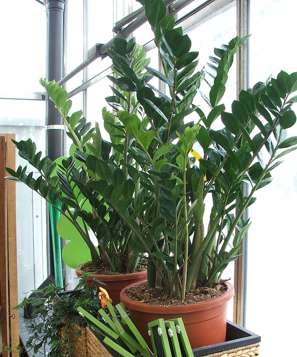 Zamioculcas zamiifolia