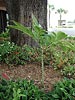 Amorphophallus bulbifer