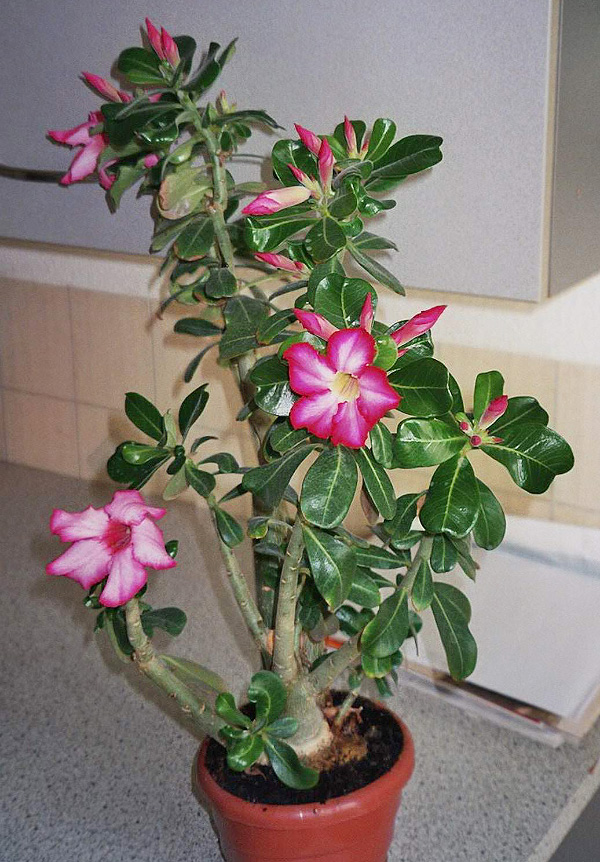 Adenium obesum Adenium obesum