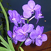 Vanda coerulea