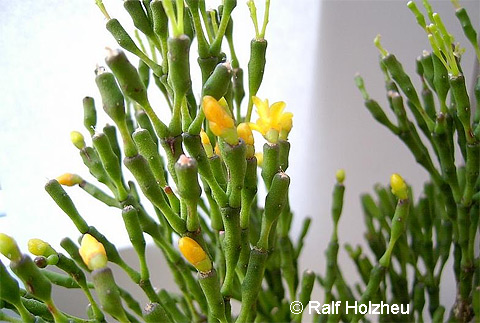 Hatiora salicornioides Hatiora salicornioides