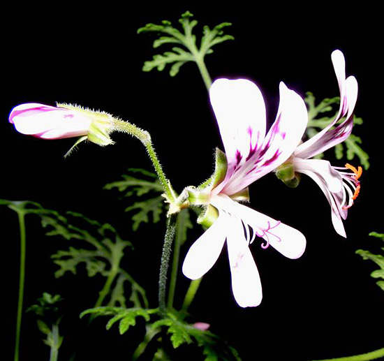 Blüte Blüte