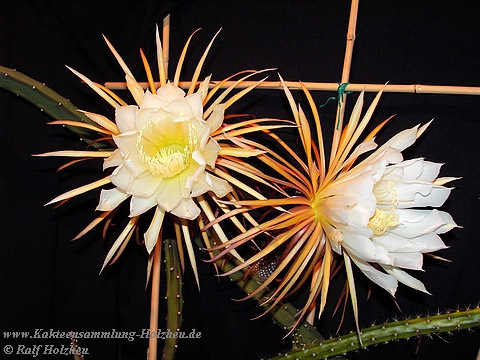 Selenicereus grandiflorus Selenicereus grandiflorus