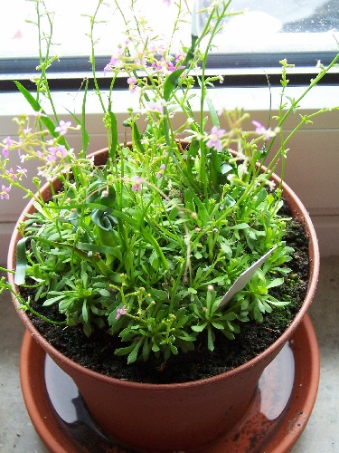 Stylidium debile Stylidium debile
