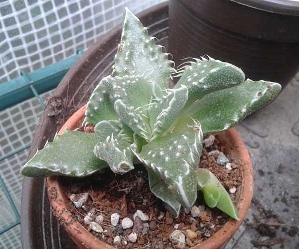 Faucaria tigrina Faucaria tigrina