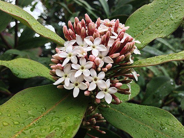 Acokanthera oblongifolia Acokanthera oblongifolia