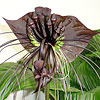 Tacca chantrieri