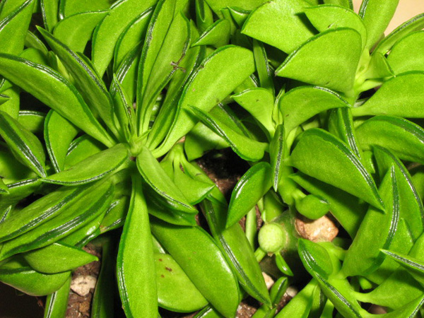 Peperomia axilaris