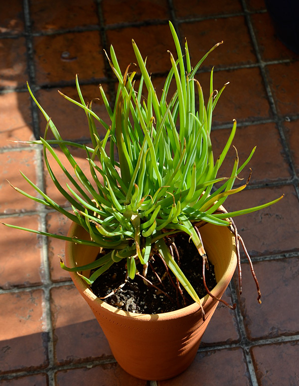 Bulbine frutescens