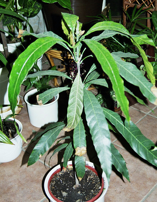 Mangifera indica Mangifera indica