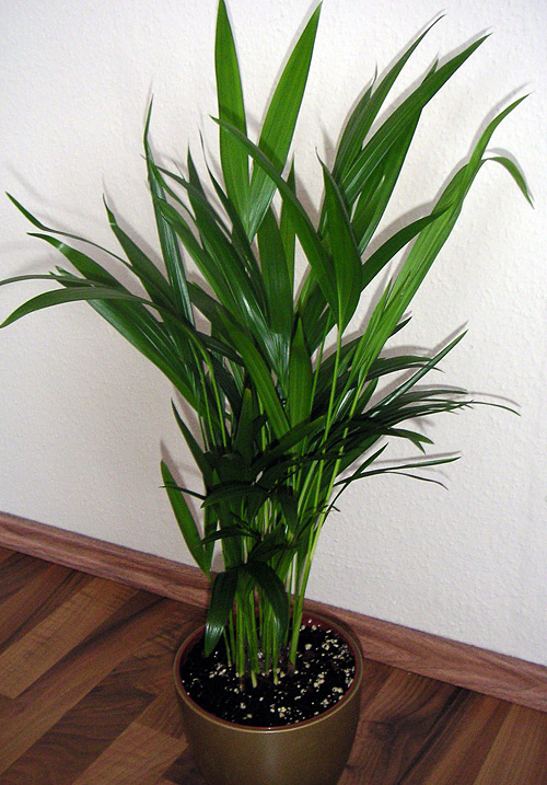 Areca catechu Areca catechu