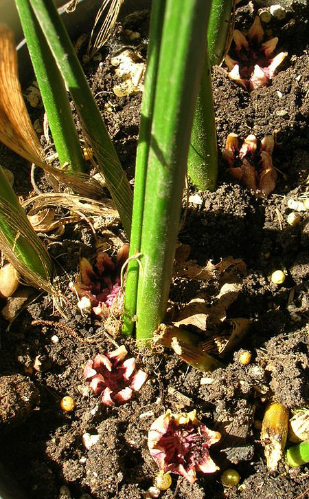 Die Blüten der Aspidistra elatior Die Blüten der Aspidistra elatior