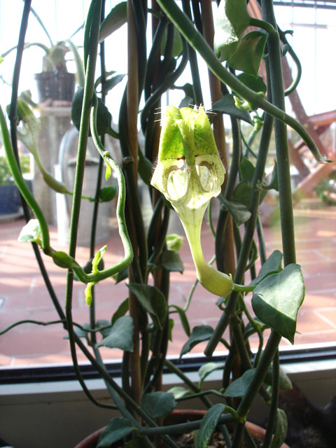 Ceropegia radicans ssp. smithii