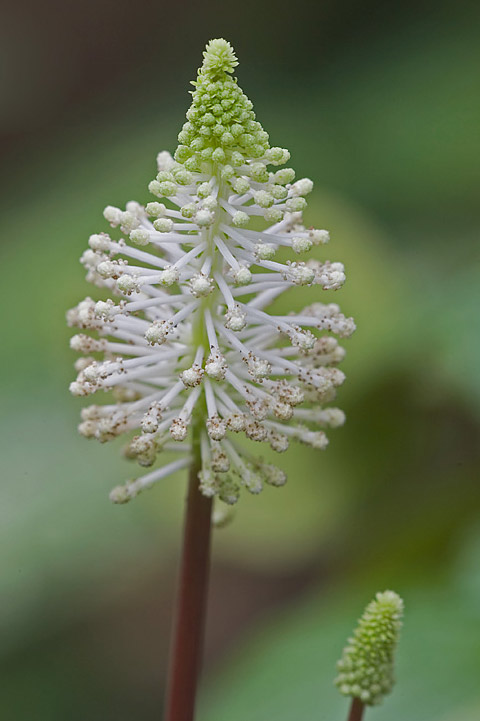Peperomia fraseri Peperomia fraseri