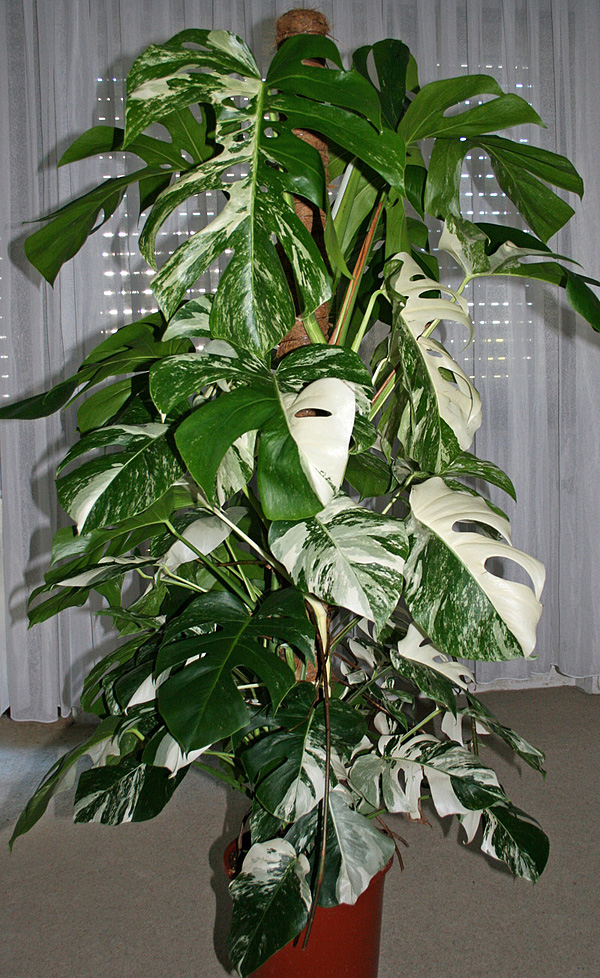 Monstera deliciosa 'Variegata'