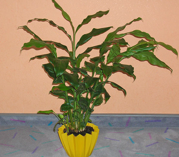Elettaria cardamomum Elettaria cardamomum