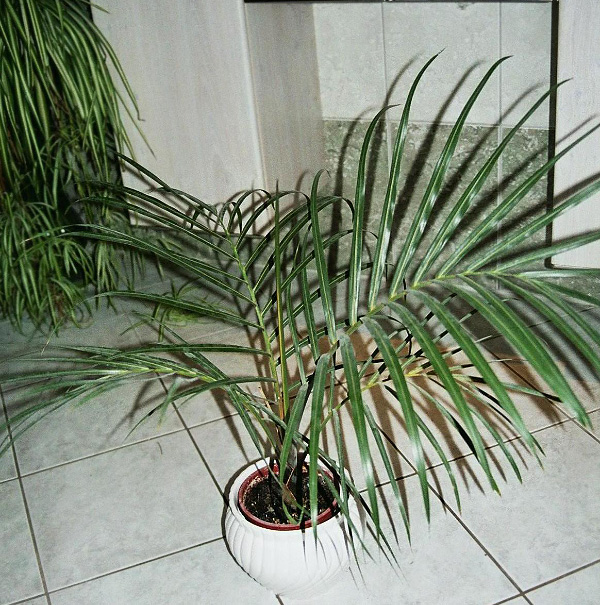 Hyophorbe verschaffeltii Hyophorbe verschaffeltii