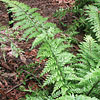 Asplenium bulbiferum