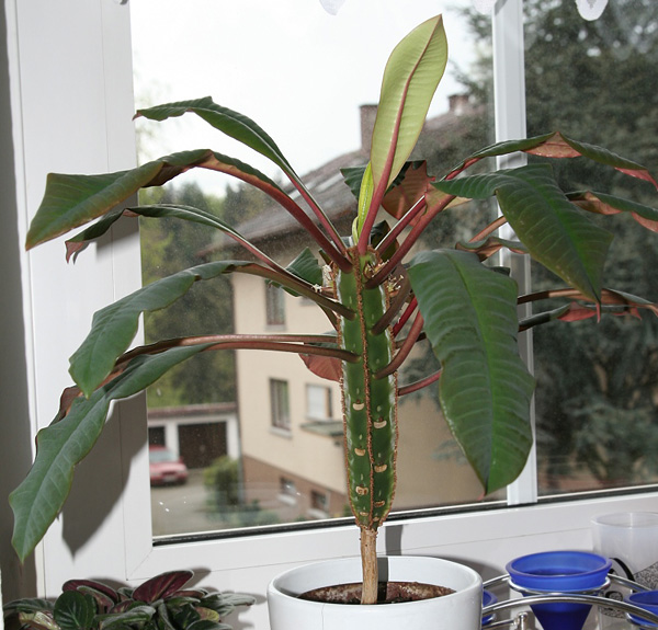Euphorbia leuconeura