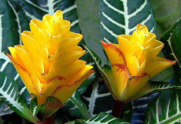 Die Blüte der Aphelandra squarrosa