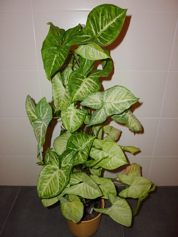 Syngonium podophyllum