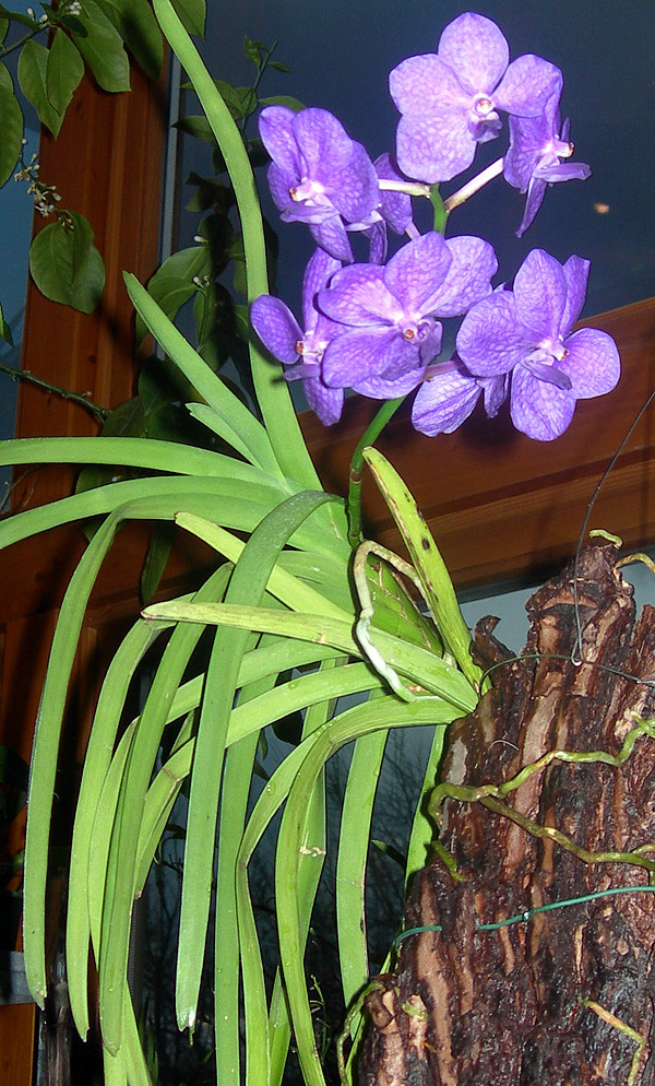 Vanda coerulea