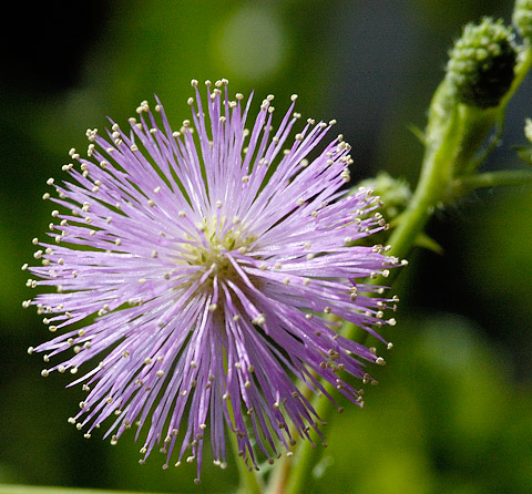 Der Blütenstand der Mimosa pudica