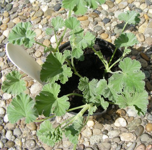 Pelargonium × fragans